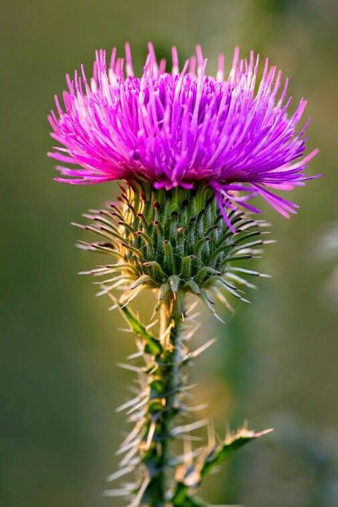 Scottish Witchcraft, Uk Wildflowers, Thistle Garden, Thistle Plant, Scottish Flowers, Thistles Art, Thistle Flower, Watercolor Projects, Dandelion Flower