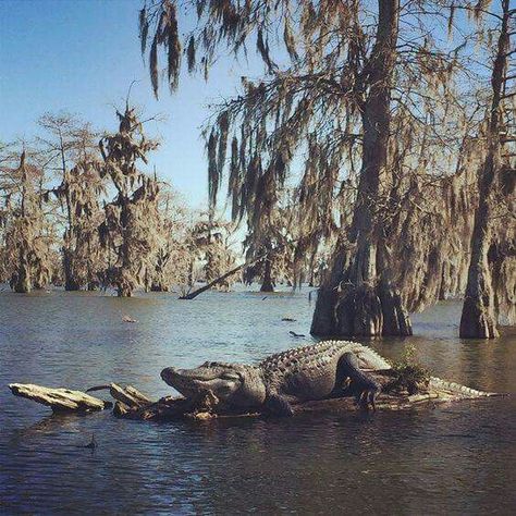 Alligator Caddo Lake, Alligators Art, Louisiana Swamp, Louisiana Bayou, Beautiful Wildlife, Louisiana Homes, Louisiana Art, Water Birds, Image Nature