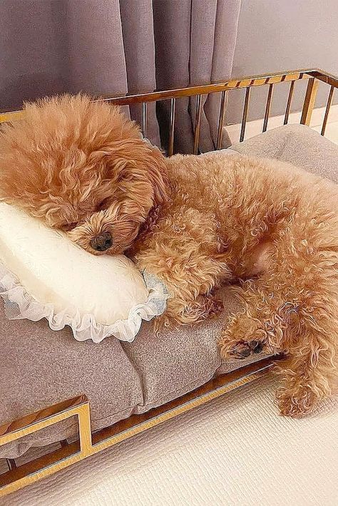 Dog Sleeping In Bed, Dog Sleeping Positions, Red Poodles, Toy Poodles, Poodle Grooming, Sleeping Alone, Lazy Morning, Sleeping All Day, Sleeping Through The Night