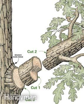 Tree Pruning Techniques Spill Plane, Tre Kunst, Tree Felling, Tree Pruning, Tree Removal, Tree Trimming, Tree Care, Garden Trees, Trees And Shrubs