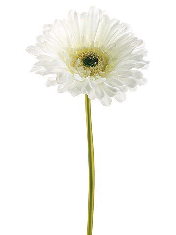 9 Large Gerbera Daisy Stem Cream Pack of 24 *** For more information, visit image link. Artificial Flowers Decor, Wooden Roses, Artificial Flowers And Plants, Silk Plants, Flower Spray, Gerbera Daisy, Cream Silk, Types Of Flowers, Faux Flowers