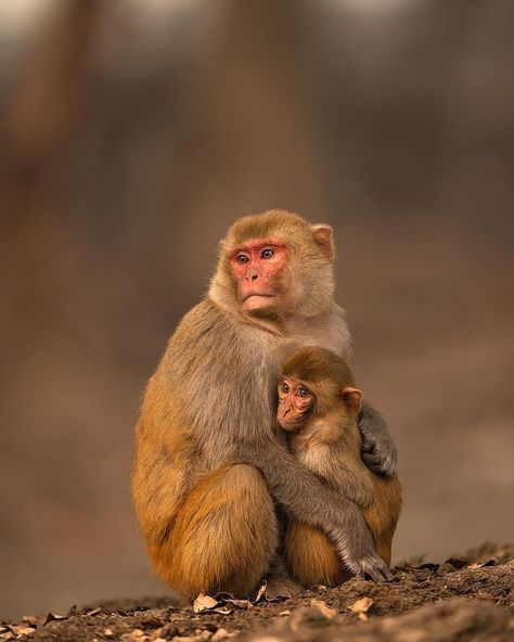 Winter Cuddles, Rhesus Monkey, Rhesus Macaque, Snow Monkey, Wild Animals Photos, Monkey Pictures, Great Ape, Pet Monkey, Winter Mornings