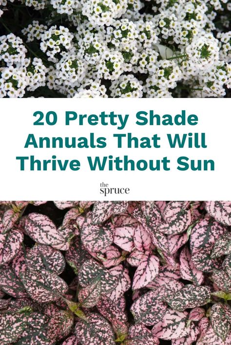 Shade Annual Flowers, Afternoon Sun Plants, Full Shade Flowers, Annual Flowers For Shade, Shady Backyard, Part Shade Plants, Shade Annuals, Small Balcony Garden, Potato Vines