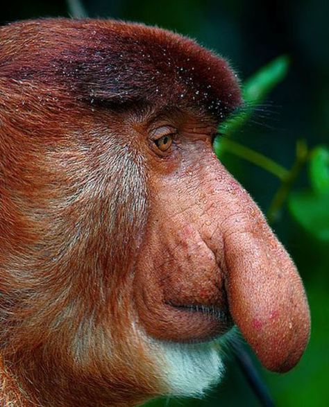 Ugly Monkey, Funny Monkey Pictures, Proboscis Monkey, Interesting Animals, Monkeys Funny, Big Noses, Weird Animals, Primates, Animal Photo