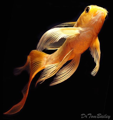 Butterfly Koi, Featured item 10/14. #butterfly #koi #fish #petfish #aquarium #freshwater #featureditem Koi Side View, Koi Fish Side View, Fish Side View, Koi Fish Underwater, Butterfly Goldfish, Butterfly Koi, Goldfish Pond, Pretty Fish, Pond Fish