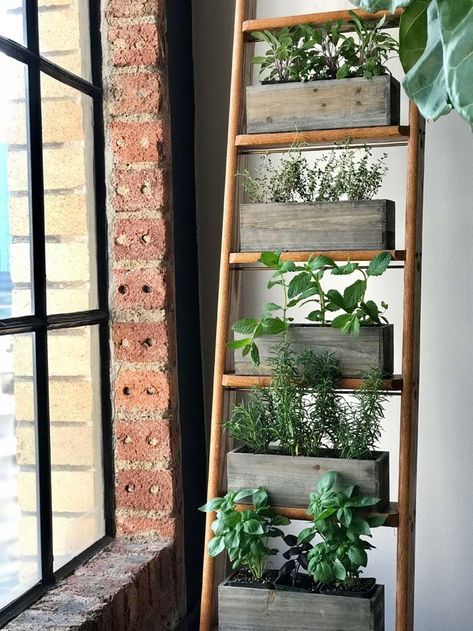 Herb Garden on a Ladder #ladderplanter #decorhomeideas Vertical Herb Gardens, Ladder Planter, Garden Sage, Diy Garden Landscaping, Garden Ladder, Funny Vine, Vertical Garden Indoor, Diy Herb Garden, Library Ladder