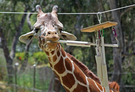 Brandon the reticulated giraffe playing with his enrichment devices. Giraffe Enrichment, Hoofstock Enrichment, Elephant Enrichment, Reticulated Giraffe, Zoo Enrichment, Enrichment Projects, Animal Enrichment, Zoo Project, Zoo Design