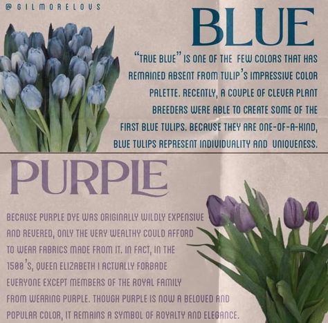 Blue Tulips Meaning, Tulips Meaning Color, Purple Tulips Meaning, Tulip Color Meaning, Blue Tulips Aesthetic, Tulip Meaning, Tulips Meaning, Purple Meaning, Types Of Tulips