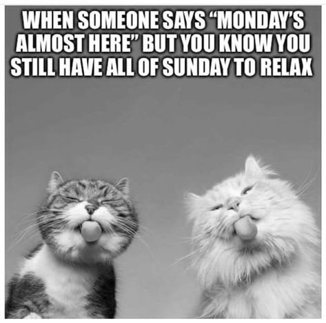 Sunday Morning Funny Quotes, Funny Sunday Morning Humor, Sunday Humor Hilarious Mornings, Sunday Morning Quotes Funny, Sunday Morning Humor, Sunday Humor, Christmas Memes Funny, Sunday Morning Quotes, Sunday Greetings