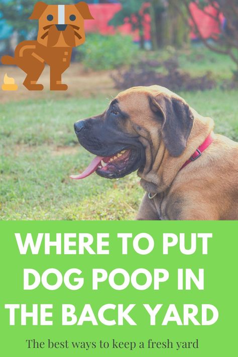 Dog Pooping In House, Dog Poop Area, Dog Potty Area, Dog Poo, Dog Yard, Dog Quotes Love, King Charles Dog, Dog Potty Training, Dog Area