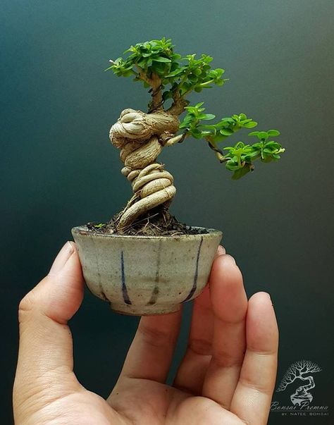 Bonsai Diy, Pre Bonsai, Bonsai Tree Types, Bonsai Techniques, Bonsai Tree Care, Mame Bonsai, Bonsai Styles, Mini Bonsai, Japanese Bonsai