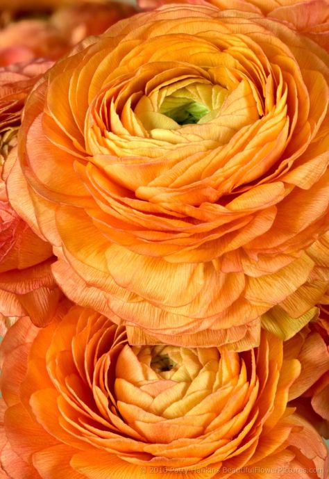 Ranunculus Arrangement, Ranunculus Garden, Ranunculus Boutonniere, Peach Ranunculus, Orange Ranunculus, October Flowers, Ranunculus Flowers, Anemone Flower, Peonies Garden