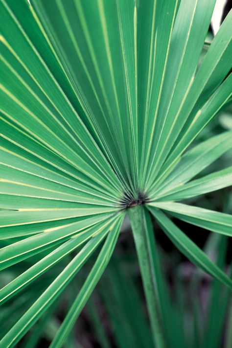 Information about saw palmetto, studied for urinary tract symptoms associated with prostate enlargement (benign prostatic hyperplasia, or BPH). Smooth Muscle Tissue, Small Palm Trees, Saw Palmetto, Female Reproductive System, Hormonal Balance, Adaptogenic Herbs, Healing Plants, Hormone Balance, Integrative Health