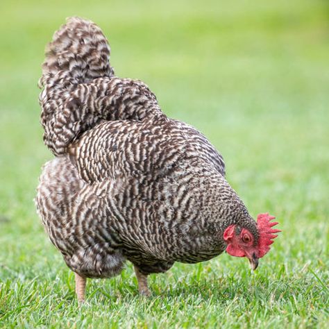 Plymouth Rock - My Pet Chicken Barred Plymouth Rock Chickens, Wyandotte Hen, Different Crosses, Barred Plymouth Rock, Barred Rock Chickens, Chicken Hatching, Egg Facts, Plymouth Rock Chicken, Pet Chicken