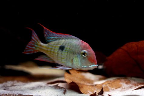 Geophagus sp. "Araguaia Orange Head" searching through Ketapang leaves for food. Geophagus Tapajos, 125 Gallon Aquarium, South American Cichlids, Big Aquarium, Amazing Aquariums, Tropical Fish Aquarium, American Tank, Water Creatures, Fishing Room