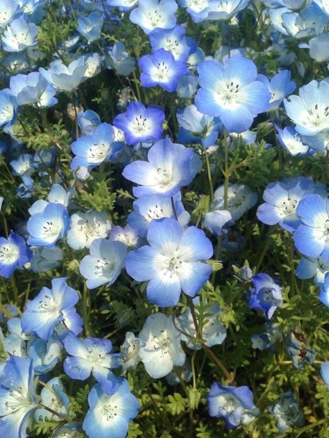 Blue Plants, Kangaroo Paw, Blue Aesthetic Pastel, Light Blue Flowers, Nothing But Flowers, Blue Garden, Magical Garden, Floral Photo, Pretty Plants