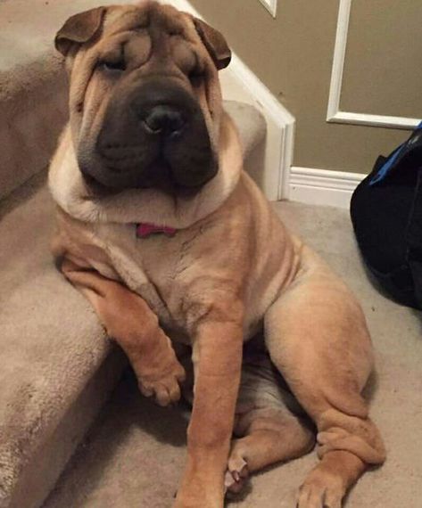 We warn you once again: You should NOT get a Shar Pei. Wrinkly Dog, Shar Pei Puppies, Chinese Dog, Disabled Dog, Shar Pei Dog, Chinese Shar Pei, Top List, Shar Pei, Poodle Puppy