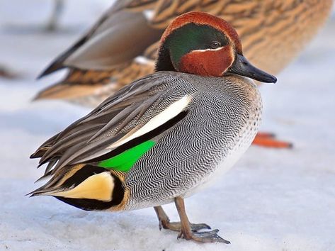 Green-winged Teal Identification, All About Birds, Cornell Lab of Ornithology Waterfowl Taxidermy, Bird Makeup, Teal Duck, Duck Breeds, Duck Pictures, Duck Photo, Green Wing, Bird Migration, Back Of The Head