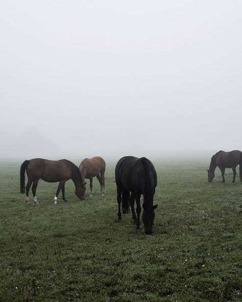 h o r s e y Milly Aesthetic, Suburban Aesthetic, Angelic Creatures, Equestrian Aesthetic, Foggy Day, Horse Aesthetic, Black Honey, Horse Life, Pretty Horses