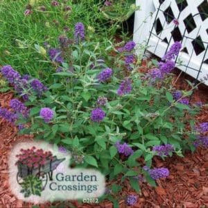 (Butterfly Bush) LO & BEHOLD® Buddleia x 'Blue Chip' is the first in a series of miniature Butterfly Bushes that stands only 24 Florida Cottage, Bushes And Shrubs, Party Spread, Full Sun Perennials, Full Sun Plants, Cottage Garden Design, Perennial Shrubs, English Cottage Garden, Garden Shrubs