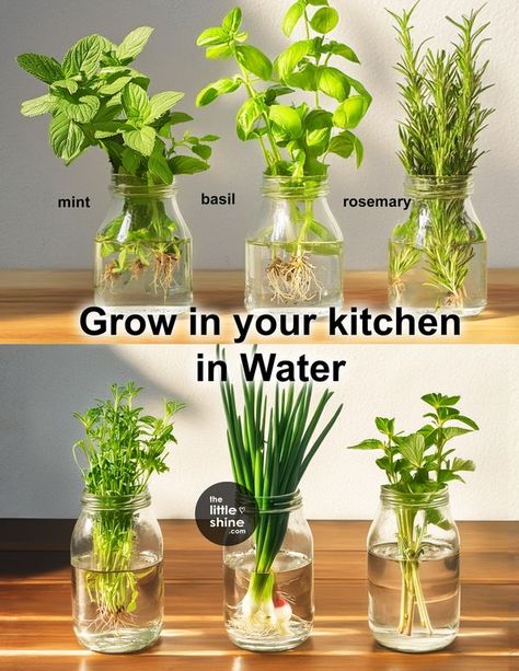 Kanchana 2, Growing Herbs Inside, Growing Herbs Indoors, Small Vegetable Gardens, Indoor Herb, Plant Care Houseplant, Watering System, Growing Plants Indoors, Best Indoor Plants