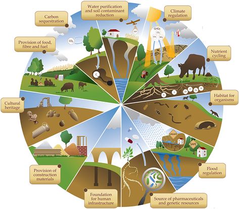 Ecosystem Services, Water Purification, Ecosystem, Soil, Quick Saves