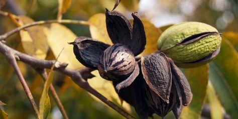 Fall is Pecan Time - Extension Daily Harvesting Pecans, Pecan Trees, Nut Trees, Pecan Tree, Grow Flowers, Cape Fear, Wild Edibles, Shade Trees, Edible Plants