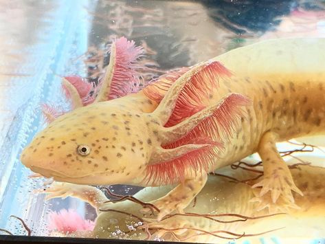 Light Copper, Aquatic Animals, Mother Of Dragons, Not Mine, Fur Babies, Fish Pet, Copper, Photo And Video, Animals