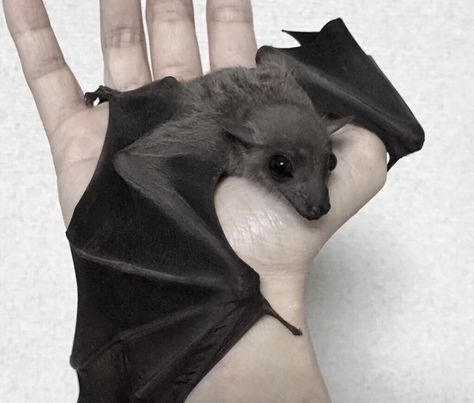 Baby Bats, Photographie Portrait Inspiration, Cute Bat, Pretty Animals, Silly Animals, Cute Creatures, Cute Little Animals, Cute Black, Beautiful Creatures