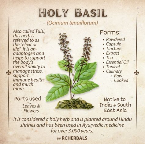 Basil Herb, Medicinal Herbs Garden, Medical Herbs, Plant Benefits, L Theanine, Magic Herbs, Adaptogenic Herbs, Herbal Apothecary, Natural Healing Remedies