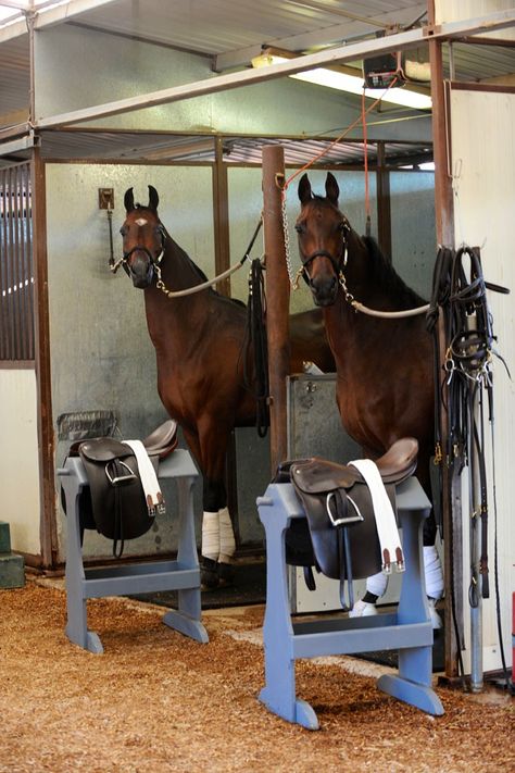 Grooming stalls with cross ties. Also love those saddle racks. Would be easy to make with scrap wood. Equestrian Stables, Stable Ideas, Dream Stables, Majestic Horses, Horse Barn Plans, Horse Facility, American Saddlebred, Horse Inspiration, Equestrian Center