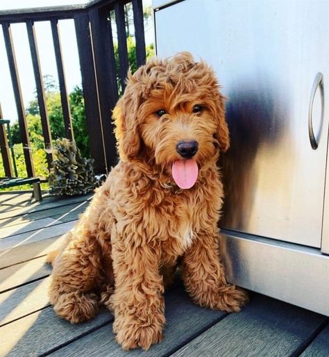 Australian Labradoodle Guide (2021): All you need to know! 16 Labradoodle Mini, Doodle Dog Breeds, Australian Labradoodle Puppies, Saturday Vibes, Labradoodle Dogs, Australian Labradoodle, Labradoodle Puppy, Love Doodles, Light Decor