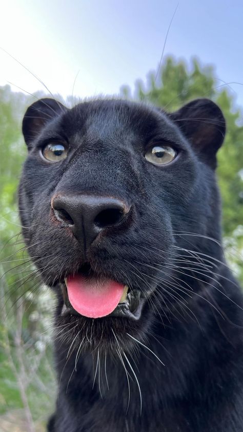 Luna The Panther, Luna The Pantera, Pantera Aesthetic, Pet Panther, Panther Pet, Cute Black Panther, Cute Panther, Black Pantera, Black Panther Animal