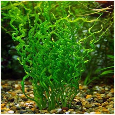 Exotic Vesuvius Aquarium Sword Plant Freshwater Aquarium Plants, Aquatic Garden, Aquarium Driftwood, Making Plant Pots, Live Aquarium Plants, Aquascape Aquarium, Floating Plants, Driftwood Decor, Fast Growing Plants