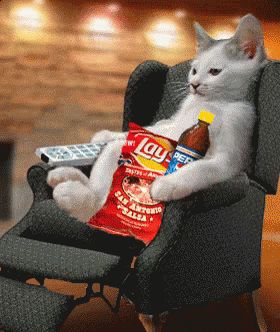 Sunday GIF - Sunday Lazy Cat - Discover & Share GIFs Meme Chat, Image Chat, Lazy Cat, Cats Meow, 귀여운 동물, Crazy Cats, Cat Pics, Cat Love, Cool Cats