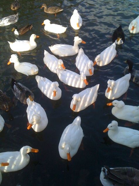 Feeding the ducks Feed Ducks Aesthetic, Duck Pond Aesthetic, Feeding Birds Aesthetic, Abc Dates, Ducks Farm Aesthetic, Pet Duck Aesthetic, Babysitting Aesthetic, Feeding Ducks Aesthetic, Feeding Ducks