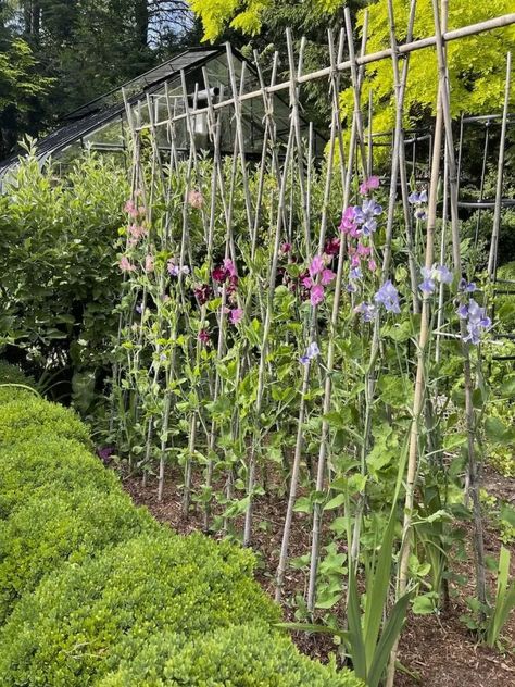 Makeover Aesthetic, Ladder Planter, Pea Trellis, Garden Ladder, Growing Sweet Peas, Privacy Fencing, Flower Trellis, Sweet Pea Flowers, Allotment Gardening