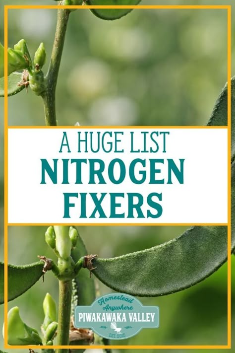 Nitrogen Fixers, Garden List, Nitrogen Fixing Plants, Gardening Party, Food Forest Garden, Permaculture Garden, Gardening Pots, Productive Garden, Shade Gardening