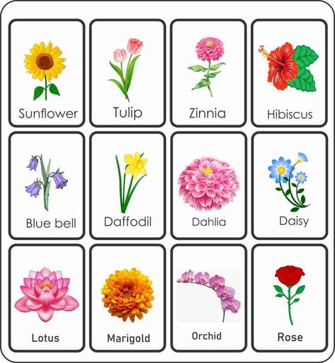 Flowers Chart For Kids, Flowers Preschool Activities, Names Of Flowers With Pictures, Parts Of A Flower Printable, Parts Of A Flower Craft, Flower Free Printable, Flowers Name With Pictures, Flower Flashcards, Name Of Flowers