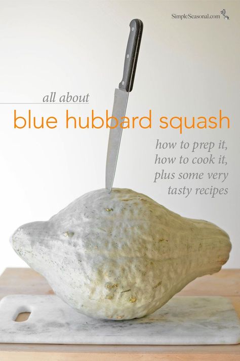 All About Blue Hubbard Squash - This gentle giant of the winter squash family is not just ornamental. It's got a wonderful sweet and nutty flavor that works well in soups, pasta dishes, sauces, and more. Hubbard Squash Recipes How To Cook, Stuffed Blue Hubbard Squash Recipes, Blue Hubbard Squash Recipes, Hubbard Squash Soup Recipe, Buttercup Winter Squash Recipes, Blue Hubbard Squash Soup, How To Cook Blue Hubbard Squash, Hubbard Squash Soup, Canning Blue Hubbard Squash