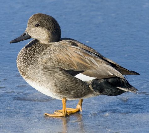 Gadwall Waterfowl Taxidermy, Duck Mount, Duck Species, Duck Stamp, Snowy Egret, List Of Birds, White Wing, Duck Photo, Ducks And Geese