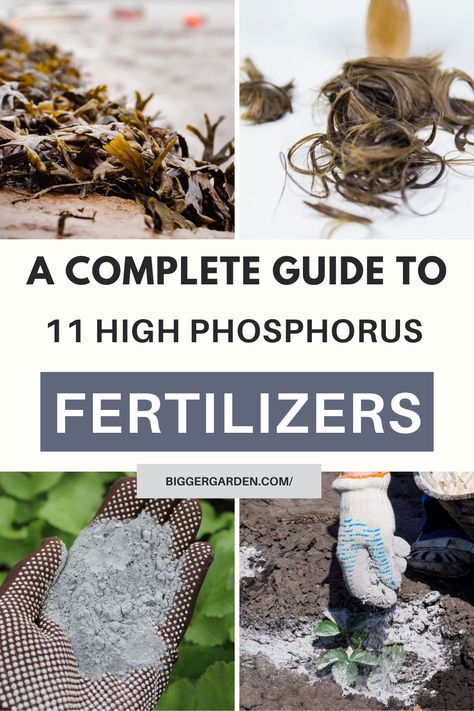 Ignite your garden's growth with our expertly curated list of 11 high phosphorus fertilizers! From dazzling flowers to abundant fruits, discover how to achieve gardening greatness. Click to uncover the secrets and follow us for even more gardening wisdom! Potash Fertilizer, Phosphate Fertilizer, Diy Fertilizer, Grow Gorgeous, Gorgeous Gardens, Soil, Plants, Flowers, Nature