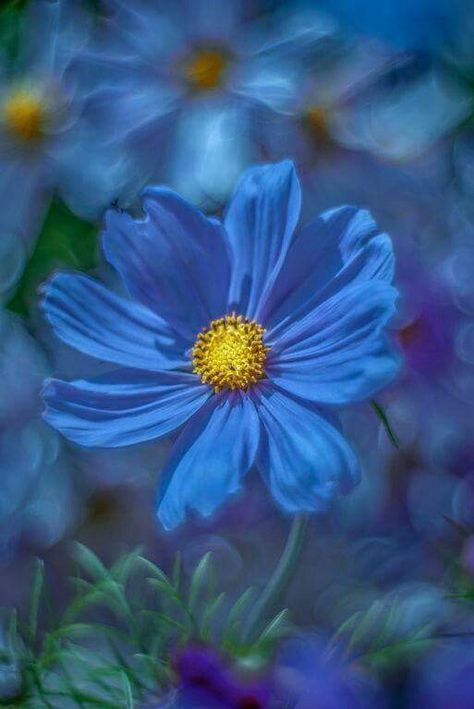 BLUE Blue Cosmos, Gardening For Dummies, Dubai Garden, Brick Patterns Patio, Cosmos Flowers, Beautiful Yards, Chinese Garden, Palm Beach Gardens, Natural Scenery