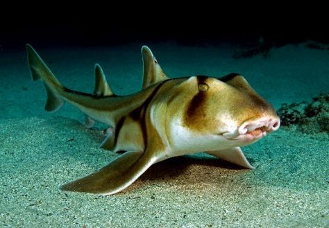 A bullhead shark Port Jackson Shark, Animals Dolphins, Different Types Of Sharks, Horn Shark, Types Of Sharks, Strange Animals, Species Of Sharks, Whitetail Bucks, Salt Water Fish