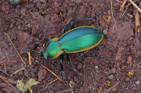 Carabus scheidleri ground beetle | Single shot taken with tr… | Flickr Ground Beetle, Beetle Insect, Arachnids, Love Bugs, Beetles, Tripod, Bugs, Insects, Bugs And Insects