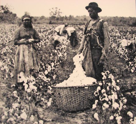 Slaves working in cotton fields Cotton Plantations, John Brown, Almighty Allah, Cotton Fields, Underground Railroad, New York Life, Lest We Forget, African History, Evil Spirits