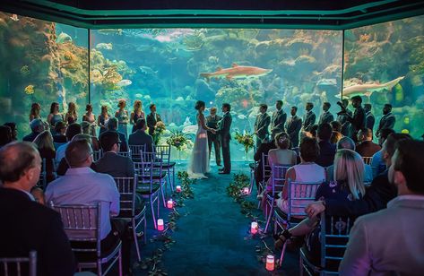 Sea Wedding Theme, Florida Aquarium, Aquarium Wedding, Sea Wedding, Ocean Wedding, Wedding Options, Water Wedding, Florida Wedding Venues, Weddings By Color