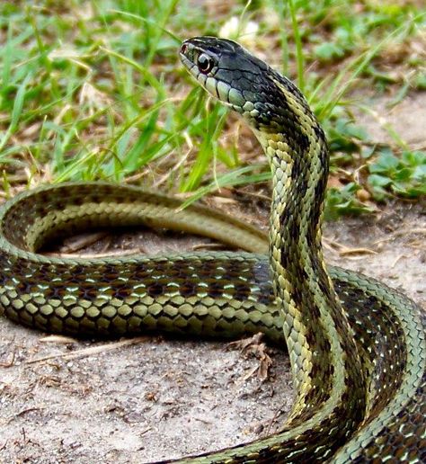 Eastern Garter Snake | Eastern garter snake southeast Missouri | Flickr - Photo Sharing! Eastern Garter Snake, Kinds Of Snakes, Snake Turtle, Garter Snake, Snake Wallpaper, Pretty Snakes, Snake Venom, Boreal Forest, Reptile Snakes