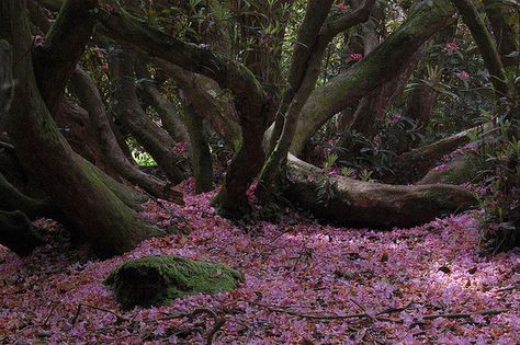 Lost Gardens of Heligan | Atlas Obscura Lost Gardens Of Heligan, San Myshuno, Lost Garden, Eden Project, Most Beautiful Gardens, Italian Garden, Cornwall England, Garden Of Eden, Autumn Garden