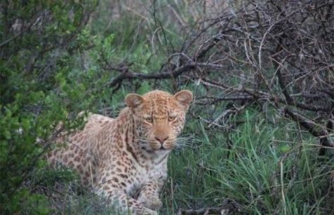 Strawberry Leopard, Melanistic Animals, Big Cat Species, Red Animals, Cat Species, Rare Cats, Trophy Hunting, African Lion, Paws And Claws